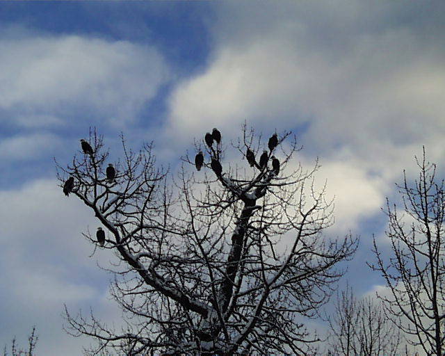 baldeagleconvention.jpg