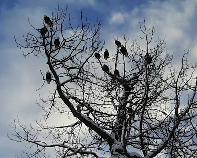 baldeagleconvention2.jpg
